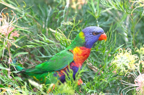 動物攝影, 天性, 彩虹澳洲鸚鵡 的 免费素材图片
