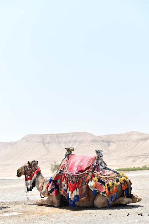 Δωρεάν στοκ φωτογραφιών με negev desert, άμμος, Αραβική καμήλα