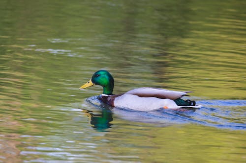 A duck swimming in a lake with a reflection
