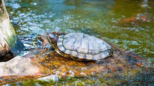 A turtle is sitting on a rock in the water