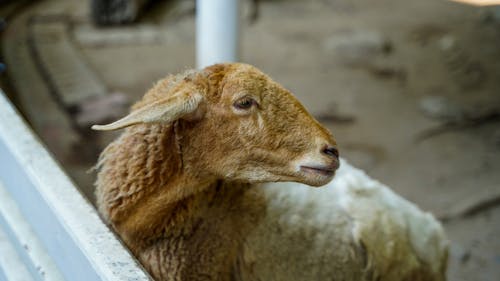 A sheep is looking over a fence