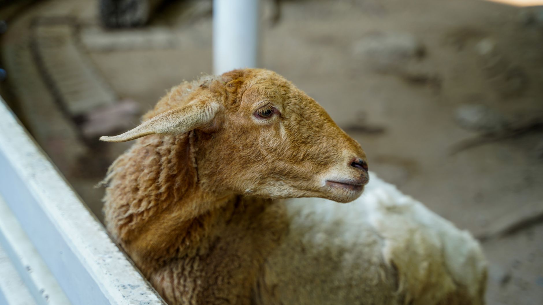 A sheep undergoing diagnostic blood testing at a veterinary clinic