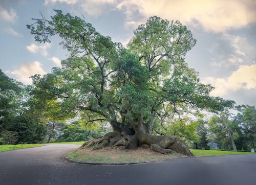 Základová fotografie zdarma na téma dub, park, příroda