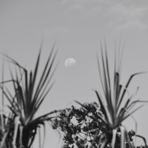 Moon over palm trees