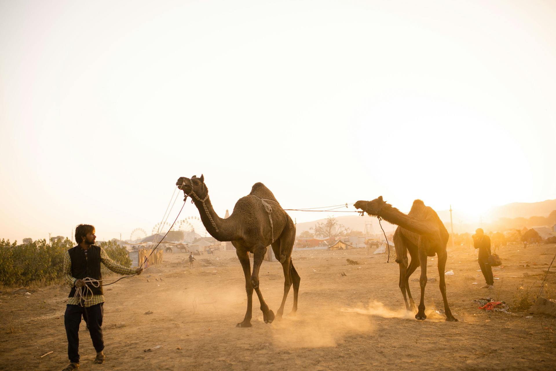 Man Leading Camels on Rope