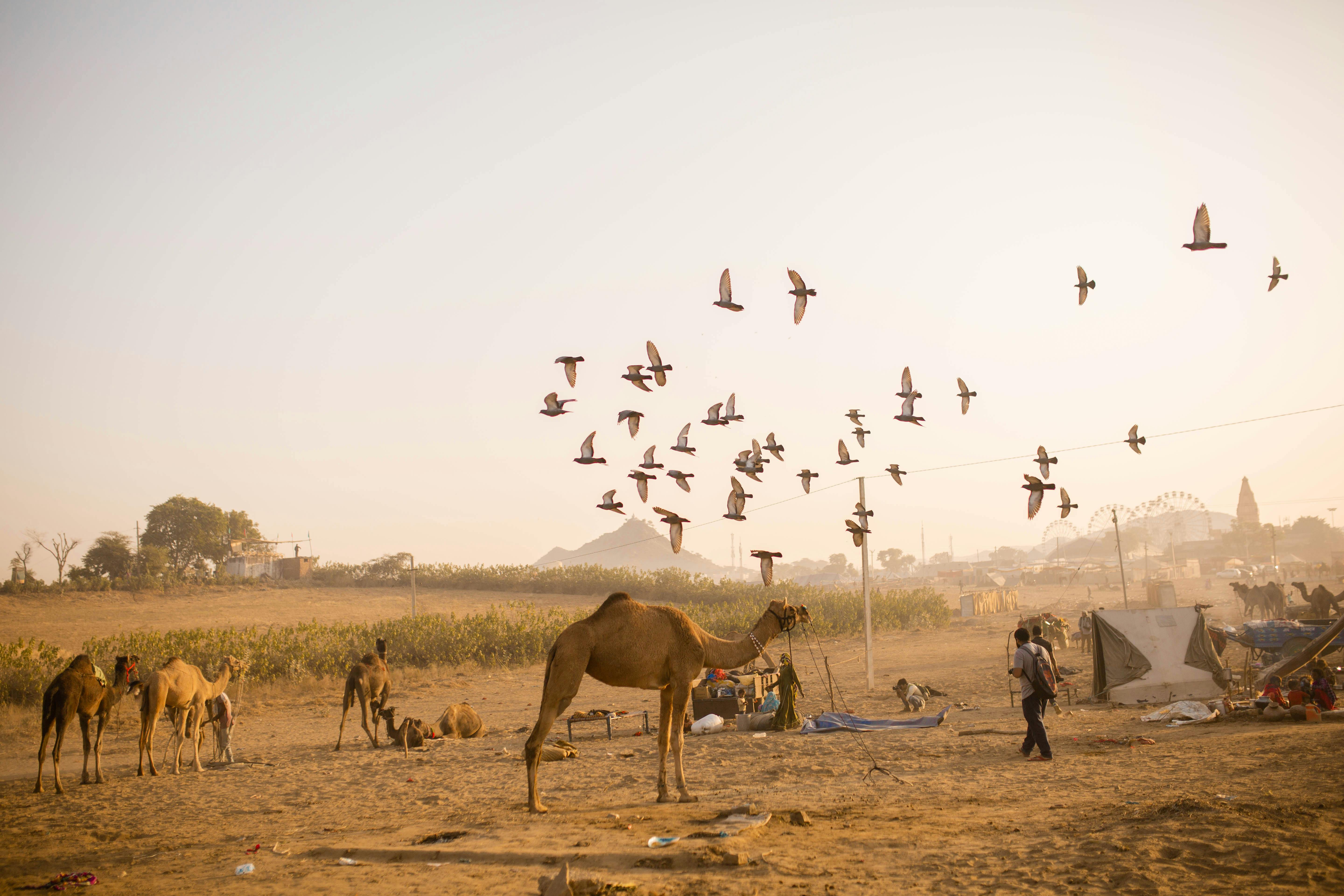 Camels and flying birds at the iconic Pushkar Camel Fair during dawn.
