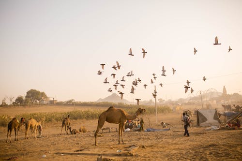 Çiftlik, develer, göçebe içeren Ücretsiz stok fotoğraf