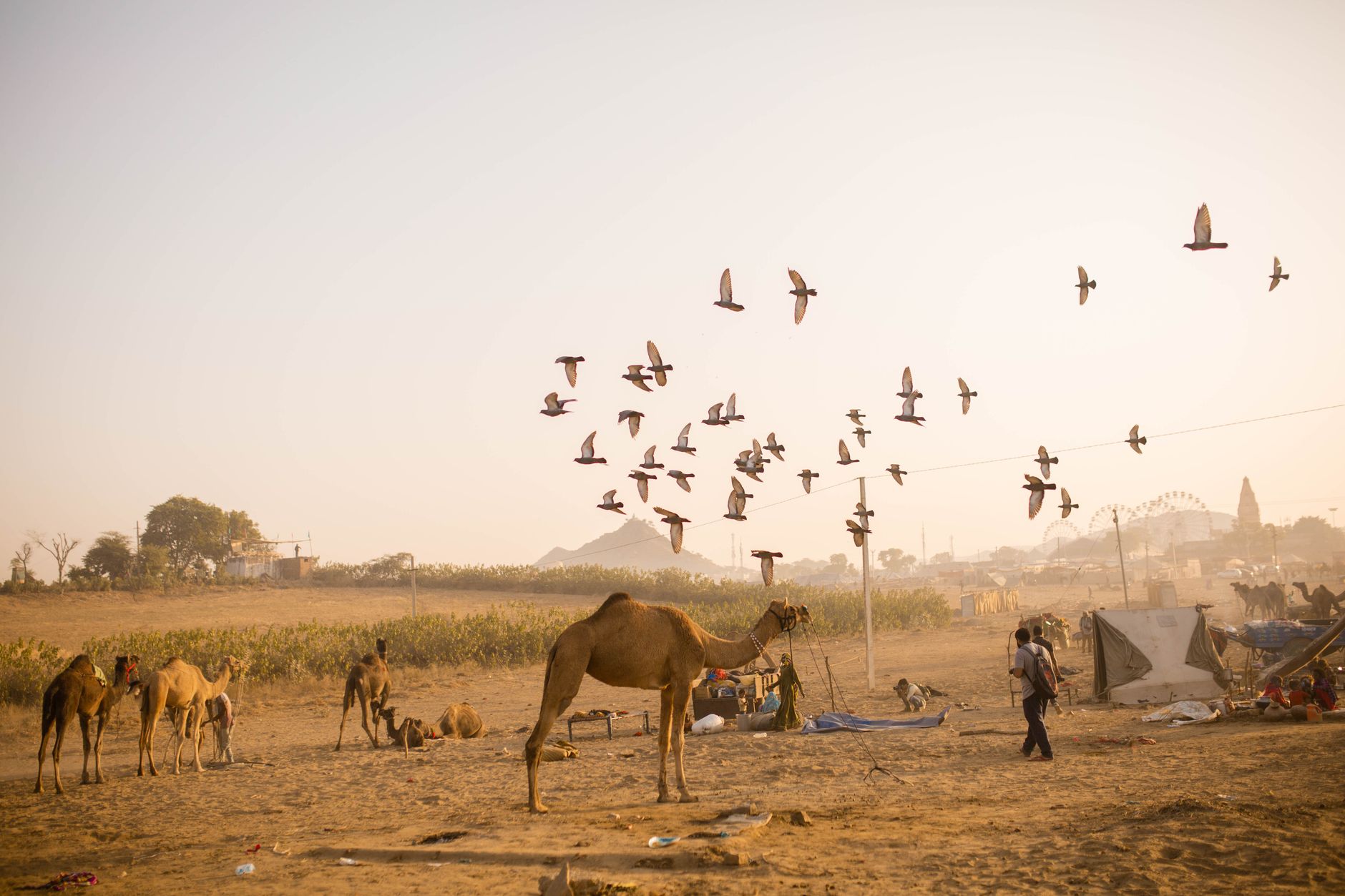 Camels and flying birds at the iconic Pushkar Camel Fair during dawn.
