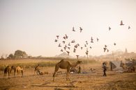 Camels and flying birds at the iconic Pushkar Camel Fair during dawn.