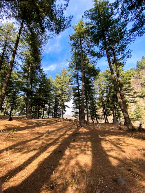 Fotos de stock gratuitas de arboles coniferos, árboles otoñales, belleza de la naturaleza