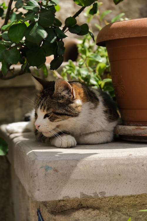 Free Cat Lying Down on Wall Stock Photo