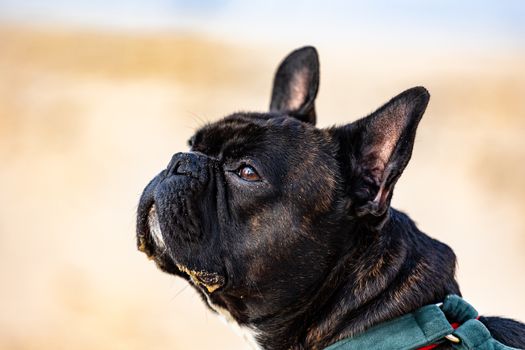 Black French Bulldog