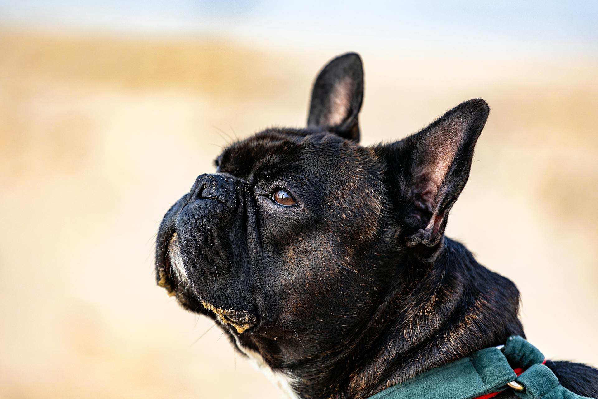 Black French Bulldog