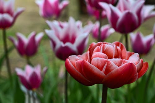 Photos gratuites de amour, arrière-plan, beauté