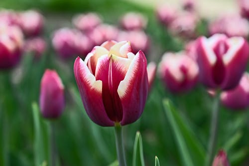 Hoa Tulip đầy Màu Sắc Mùa Xuân