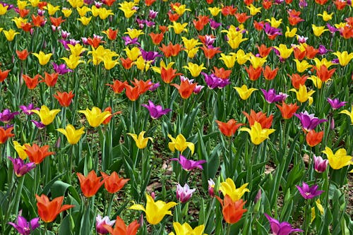 Fleurs De Tulipes Colorées Au Printemps