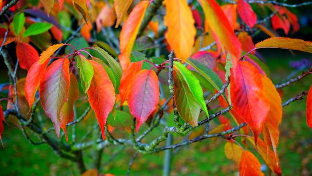 Red Green and Orange Leaves