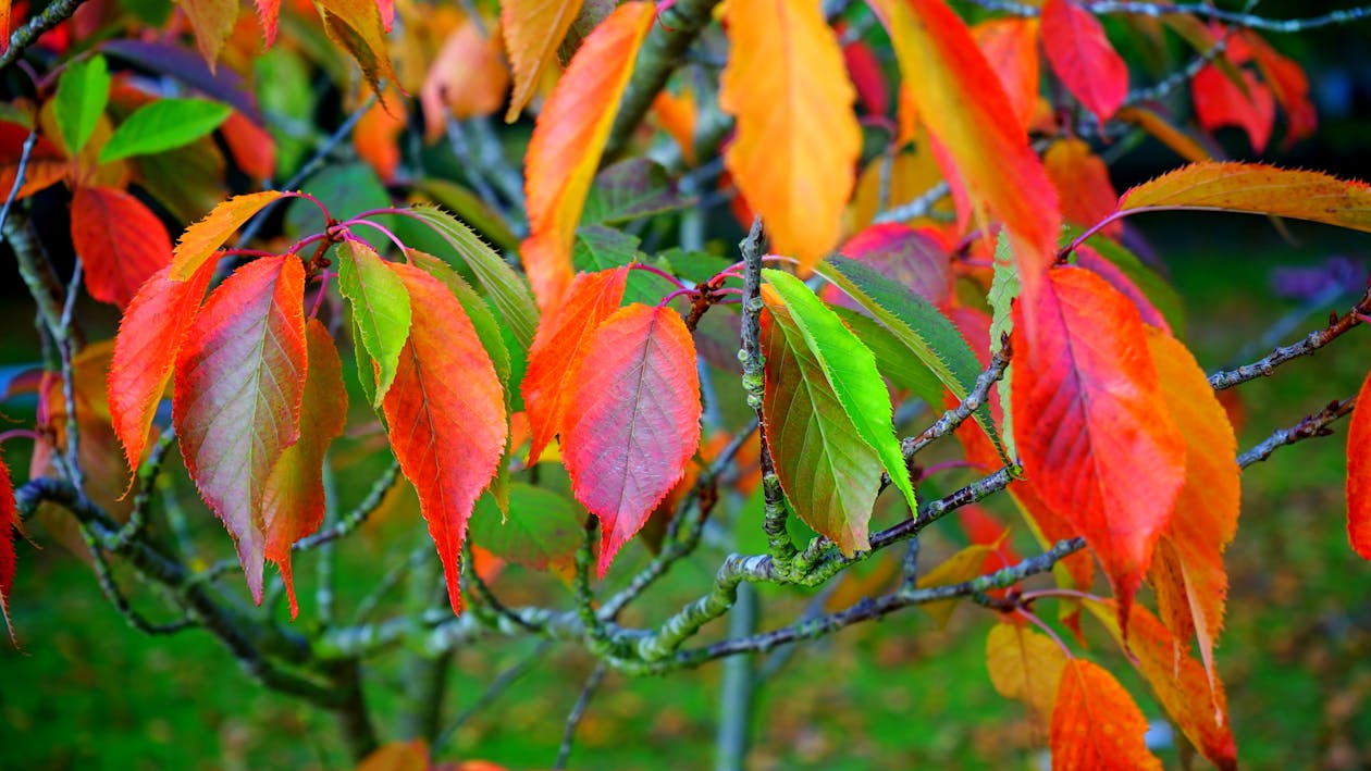 Feuilles Rouge Vert Et Orange