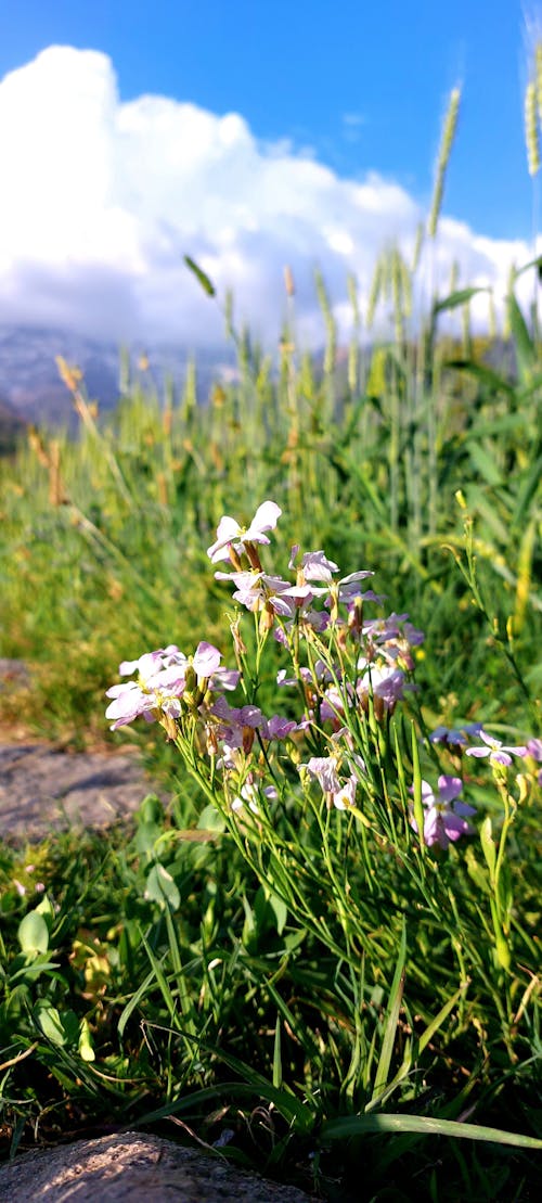 Kostnadsfri bild av blomma, fjäder, rosa vit blomma