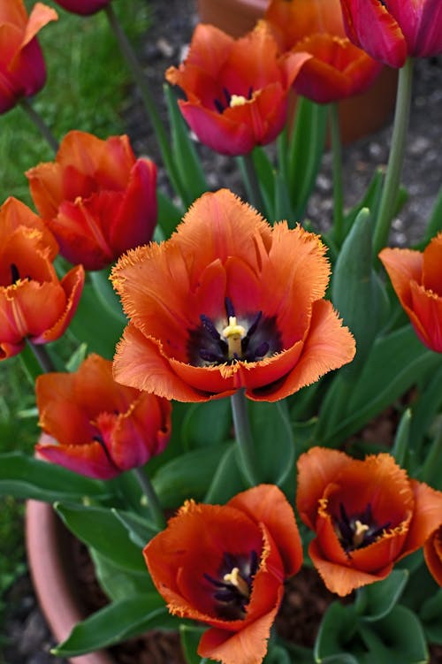 spring colorful tulip flowers