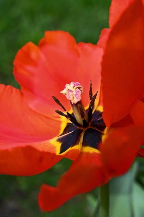 가벼운, 계절, 꽃의 무료 스톡 사진