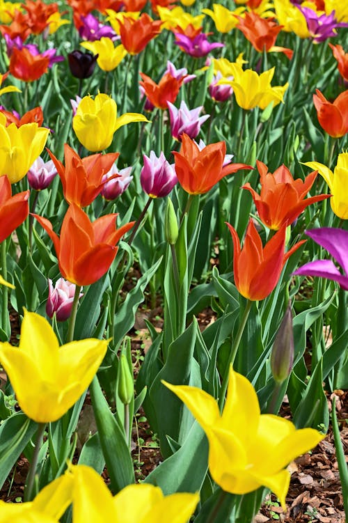 Fotos de stock gratuitas de amarillo, azul, belleza