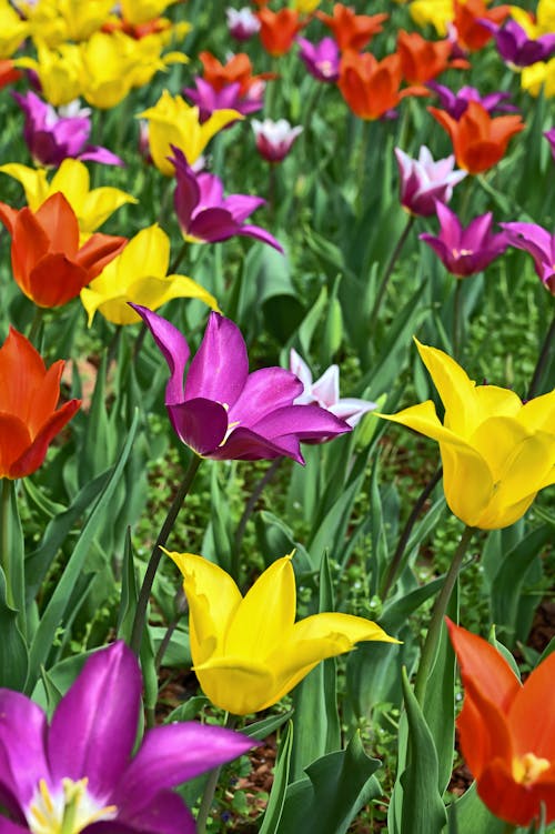 spring colorful tulip flowers