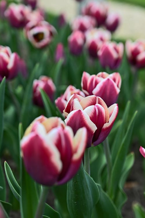 spring colorful tulip flowers