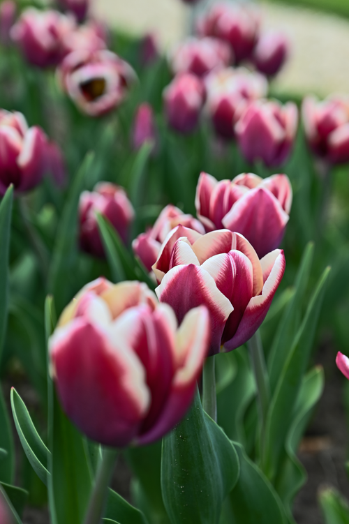 Free Close-up of vibrant red and white tulips blossoming in a spring garden, showcasing nature's beauty. Stock Photo