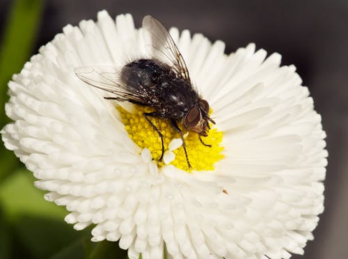 Fly in  a flower.