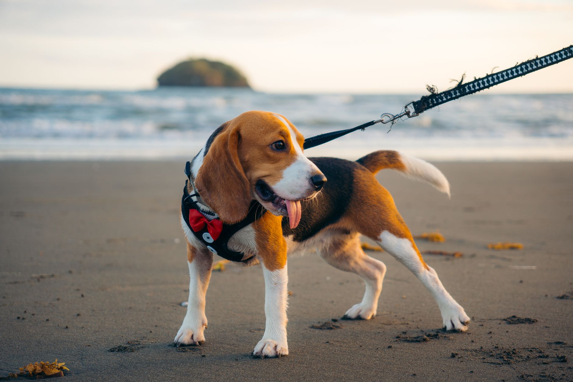 A beagle in a red bow tie walks on the sandy beach by the ocean, enjoying the outdoors.