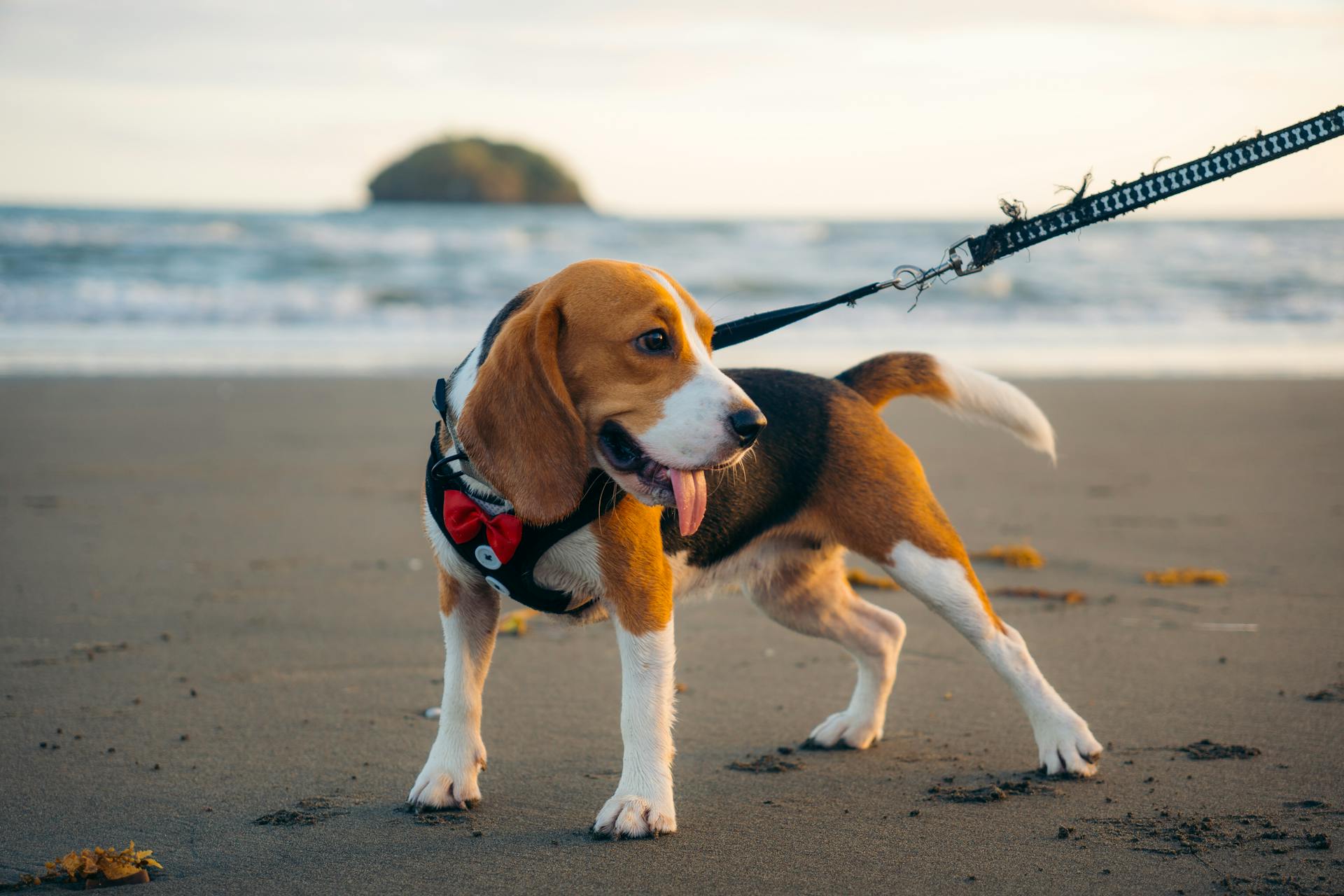 Le beagle sur la plage