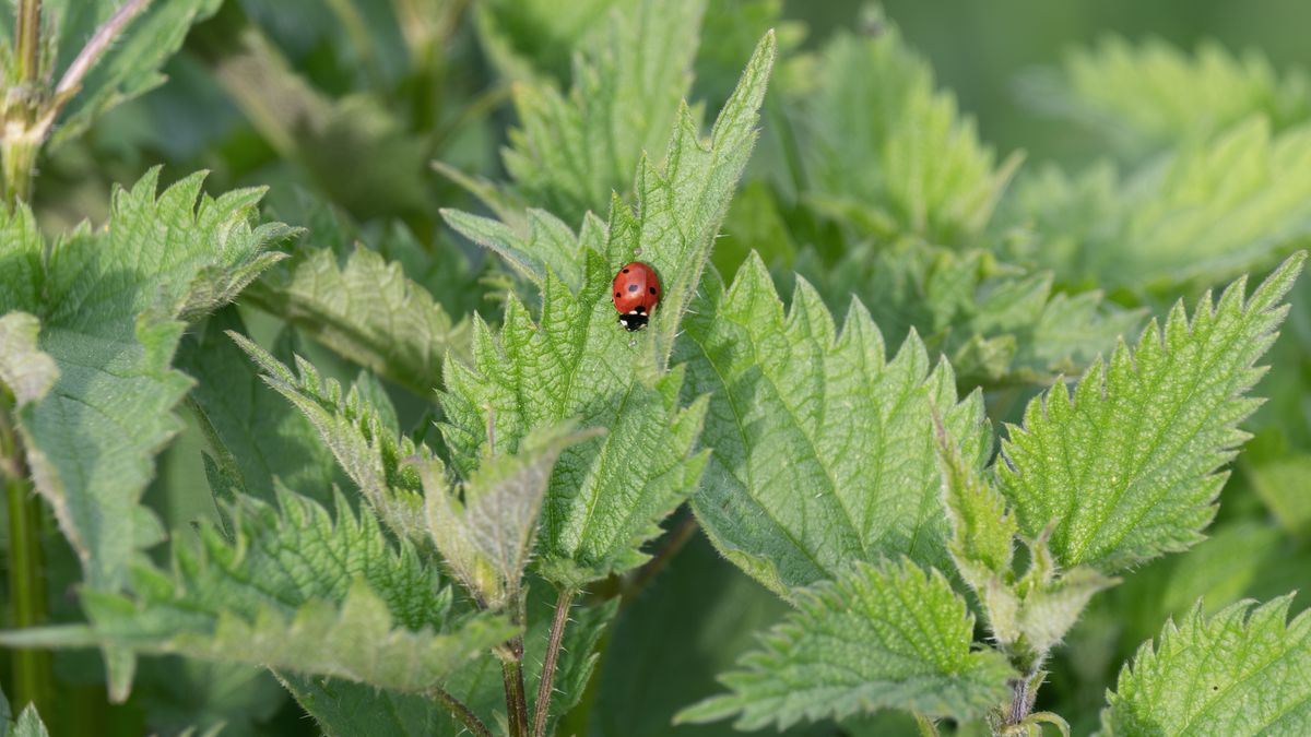 Techniques de lutte naturelle contre les pucerons en été
