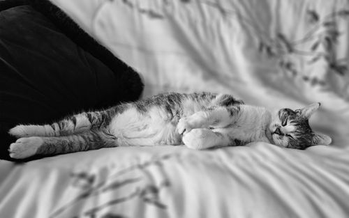 Free A peaceful black and white photo of a cat sleeping on a soft bed. Stock Photo