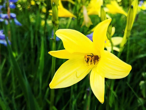 Almanya, arı, Bahçe içeren Ücretsiz stok fotoğraf