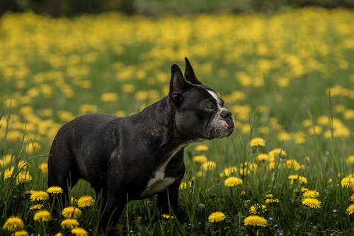 Kostnadsfri bild av äng, blommor, bulldog