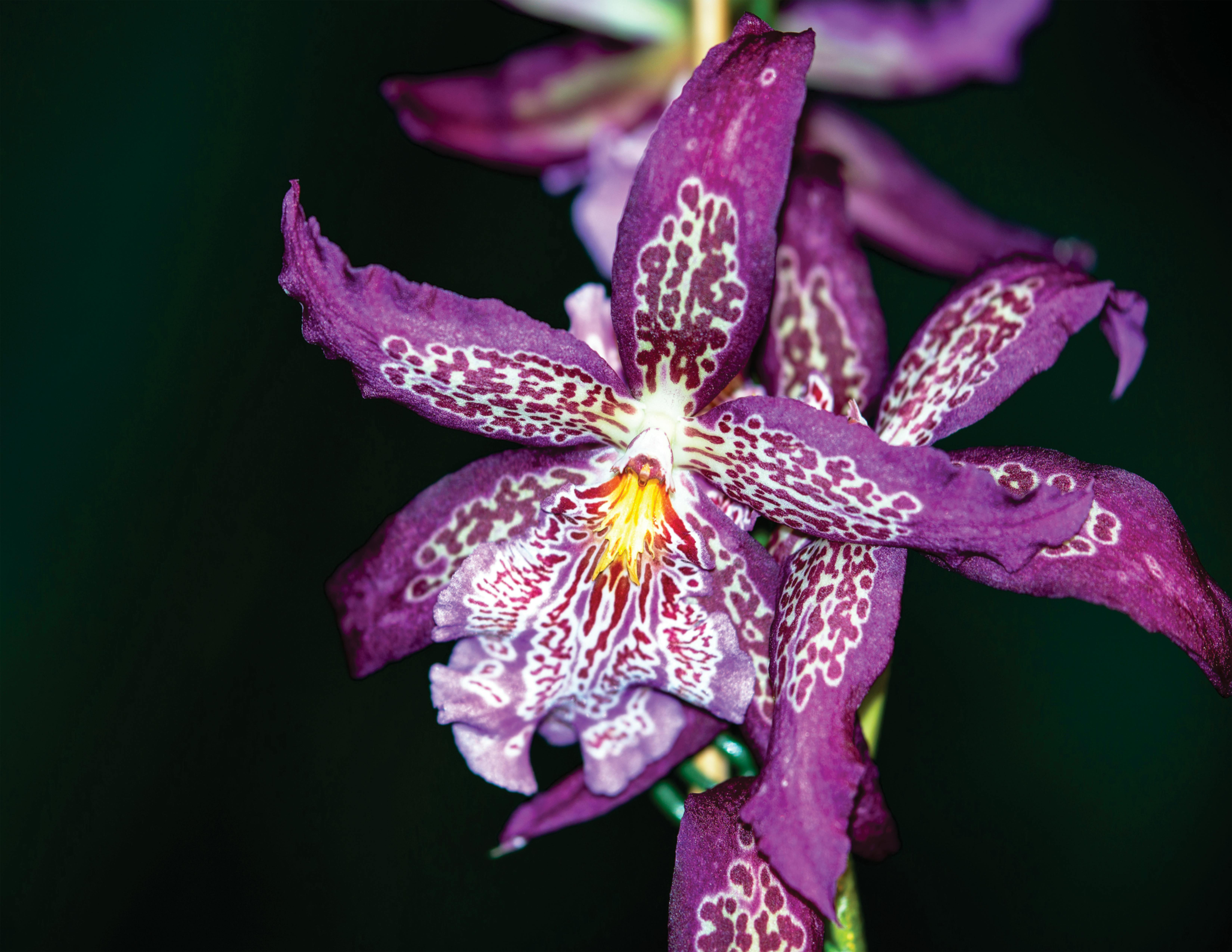 Sample Warna Kamar Tidur Unik #2