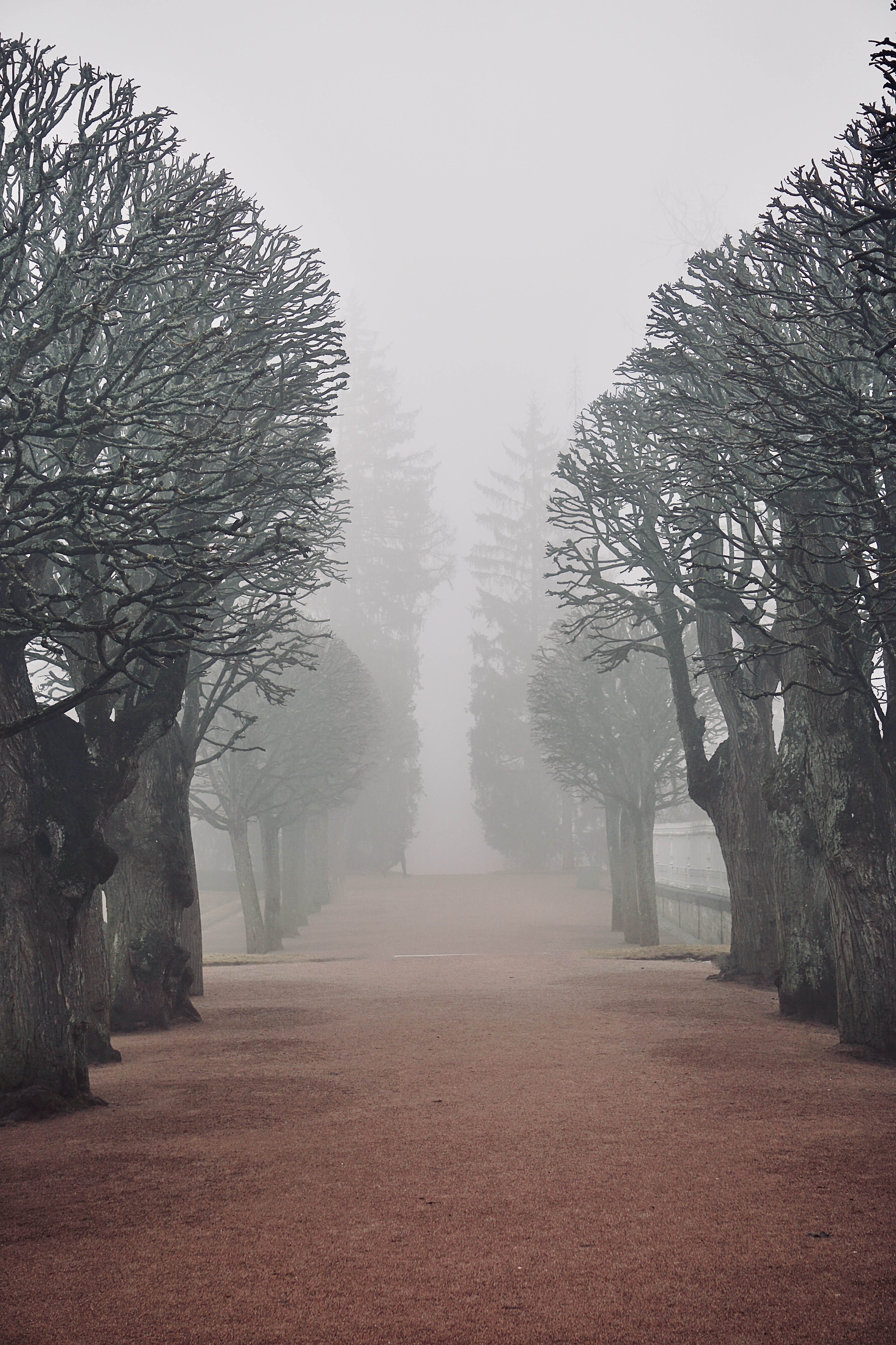 Fog over Alley with Bare Trees in Park · Free Stock Photo