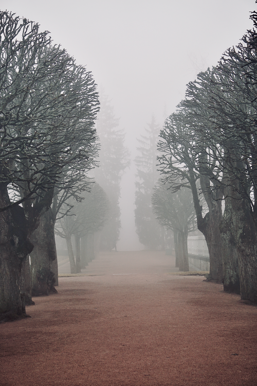 Free A foggy alleyway with bare trees in a tranquil park, perfect for serene landscapes. Stock Photo