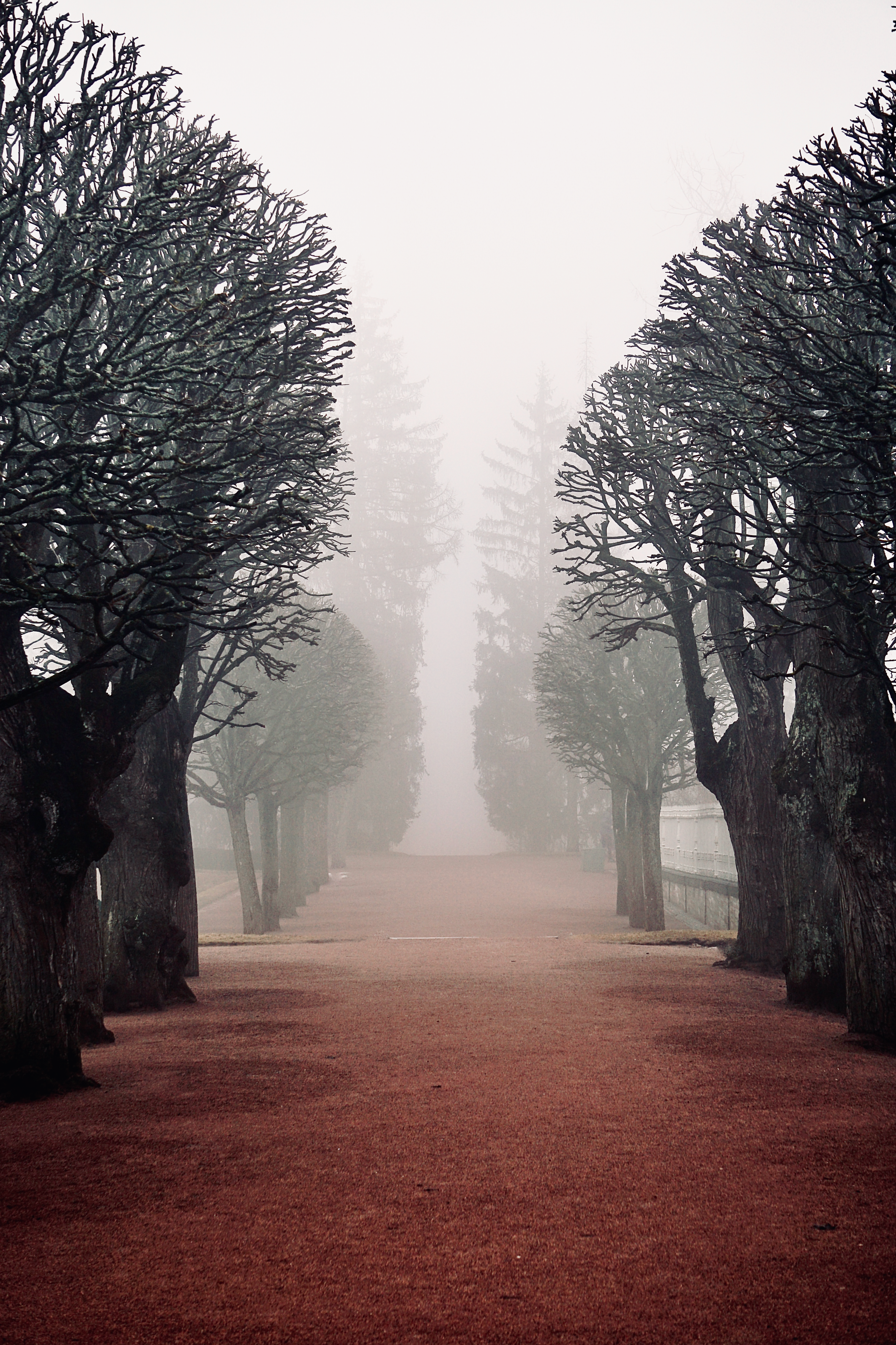 Fog over Alley with Trees in Park · Free Stock Photo