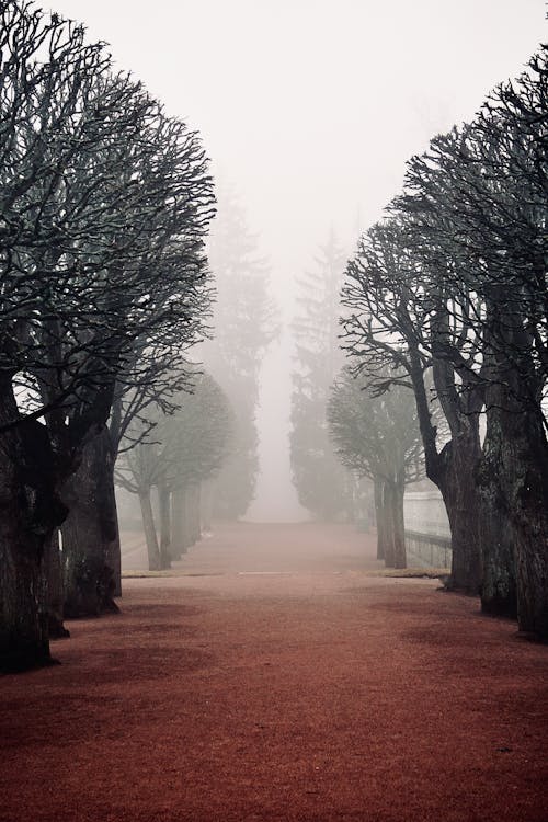 Foto profissional grátis de alameda, árvores, descoberto