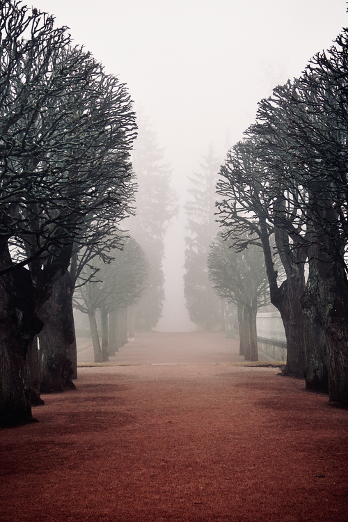 Free A misty pathway lined with bare trees creates an atmospheric scene in a foggy park. Stock Photo