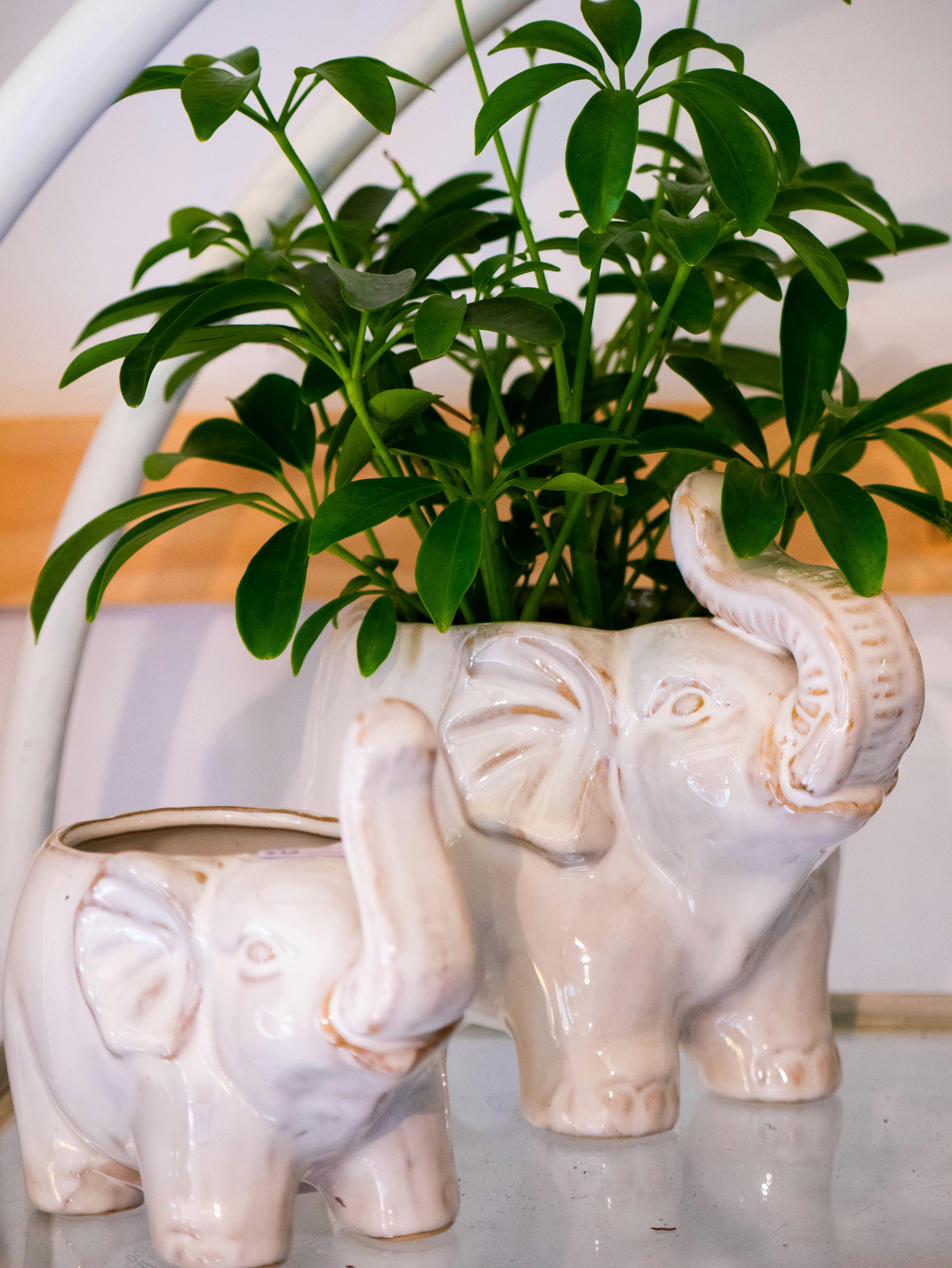 The 5 Best Ceramic Planters for Home 2026: Review & Comparison