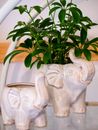 Green Leafed Plant On Elephant Planter