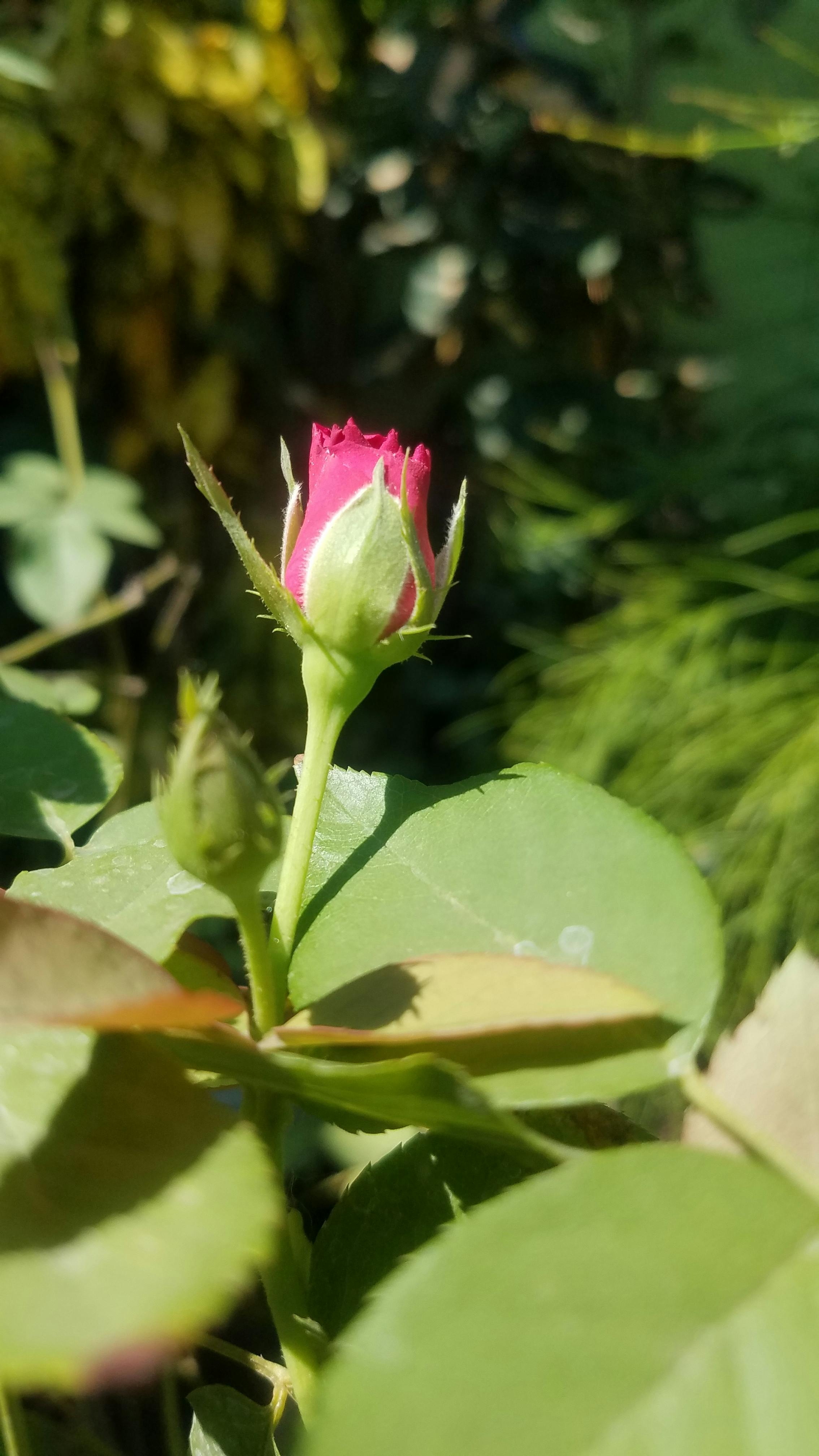 Rhesus macaque monkey