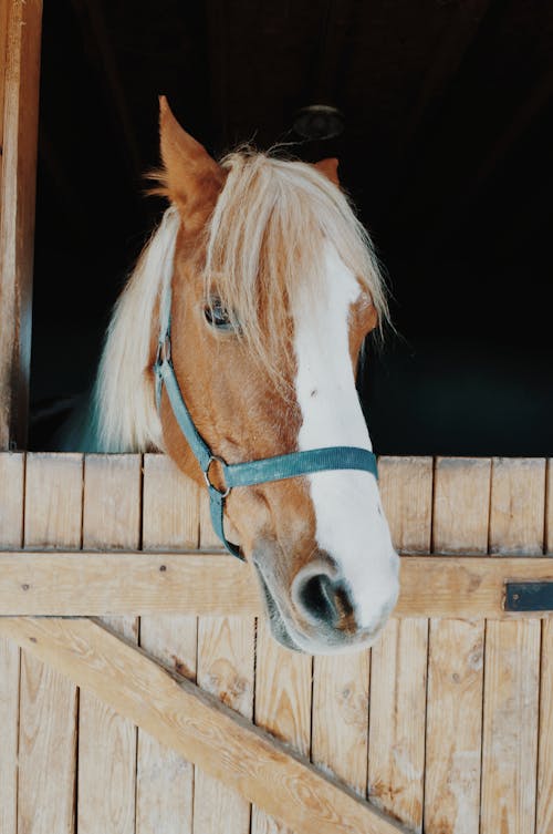 Fotos de stock gratuitas de caballo, cabeza, estable