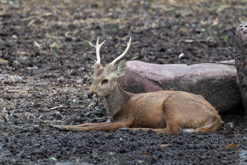 Free Deer Stock Photo