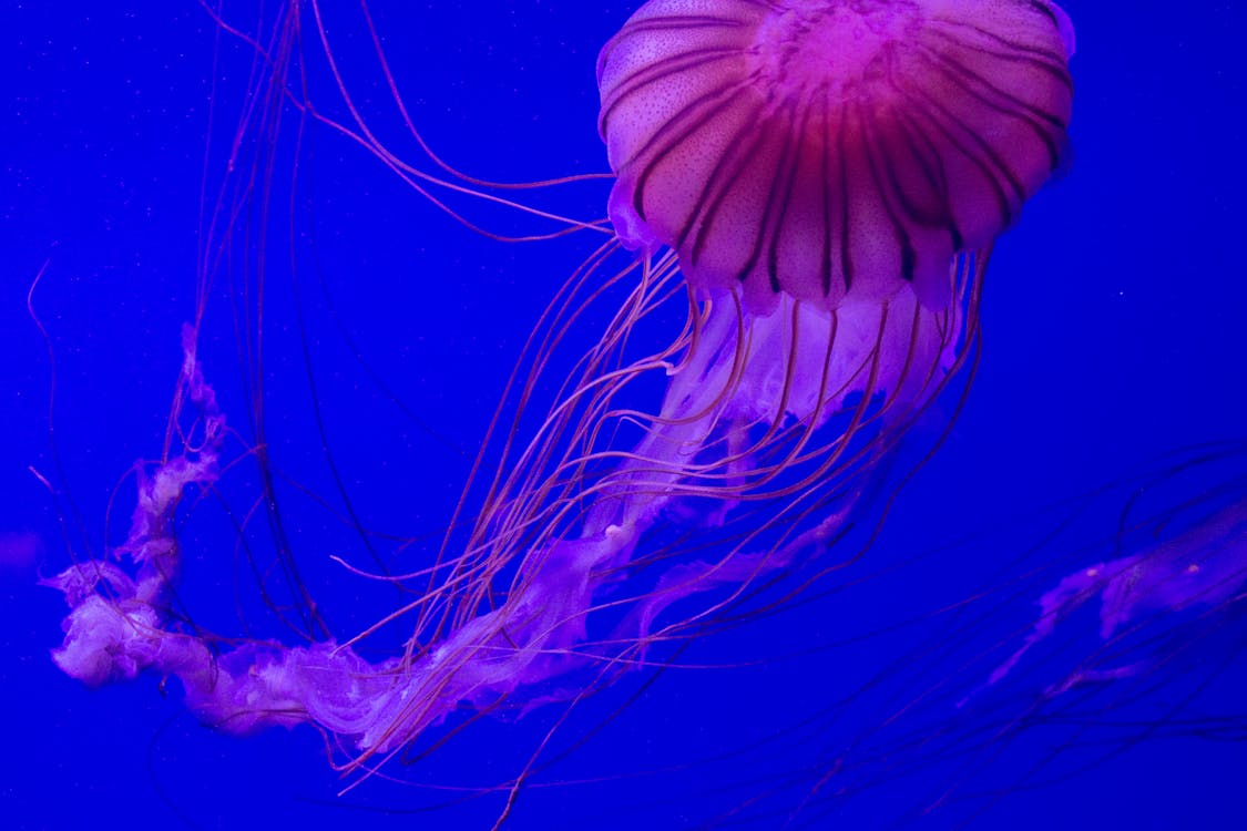 morado, 水母, 海水 的 免費圖庫相片