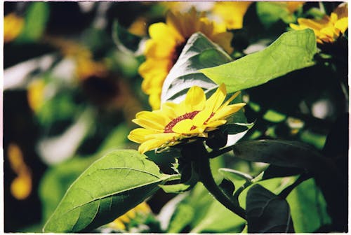 Shrub Flowering in Yellow