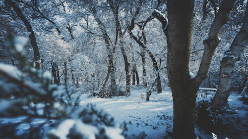 Bosque Cubierto De Nieve